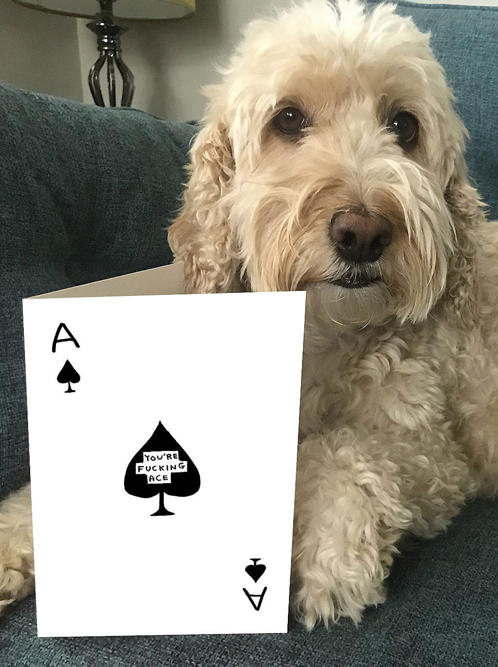 You're Ace David Shrigley Card