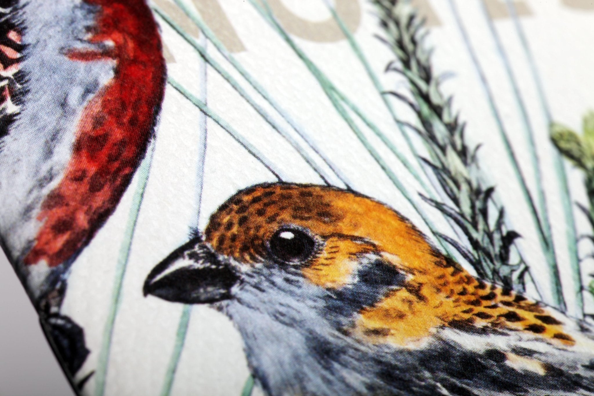 Field Notes: Birds and Trees of North America